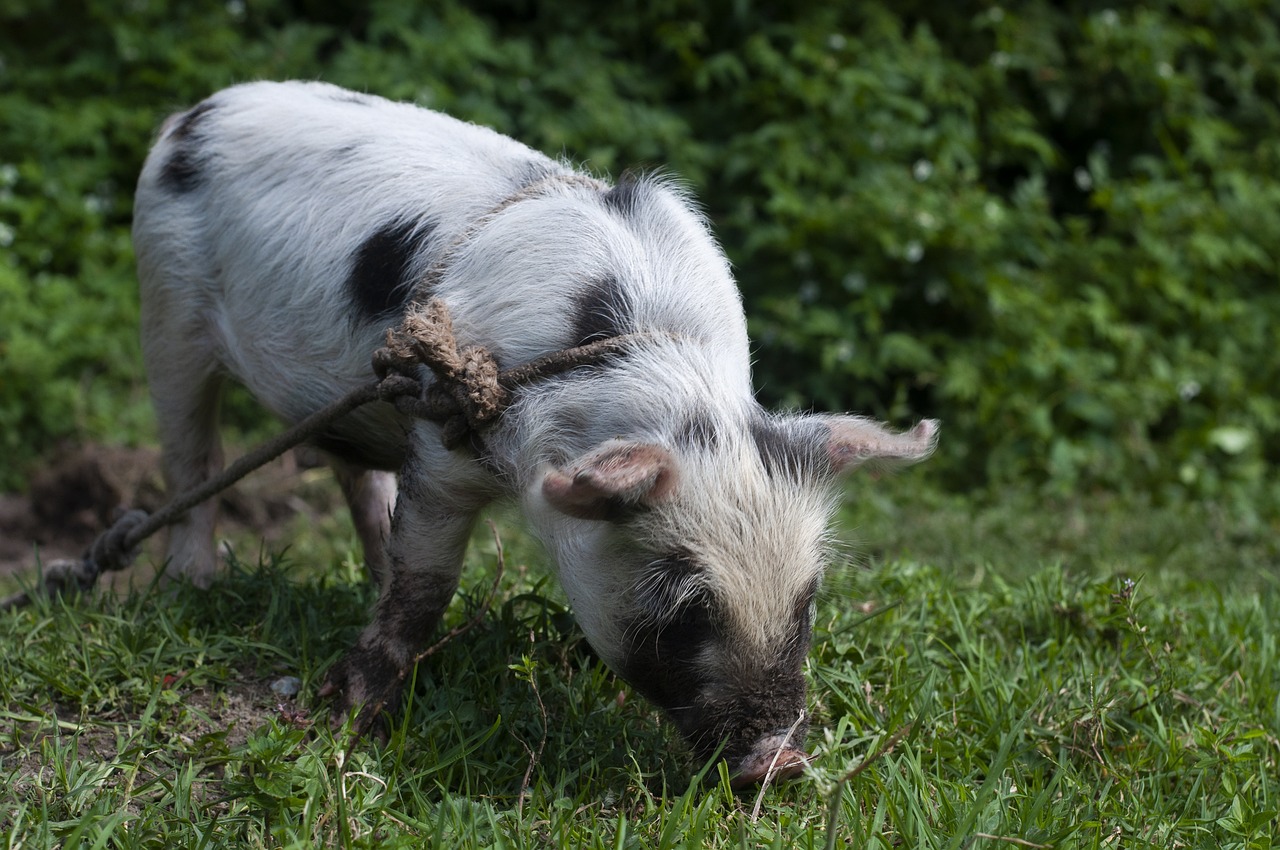 Pig grazing in a field by Santiago Gonzalez via Pixabay